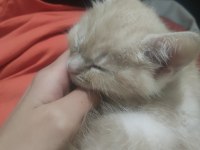 2 aylık 2 dişi ve 1 erkek british shorthair yavrular