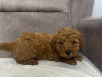 MİNİ BOY MALTİPOO ERKEK YAVRUM