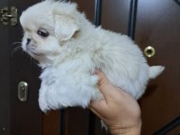 Pekinez köpeğimizi sahiplendirme