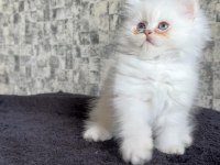 British longhair disi