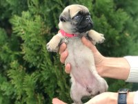 HAMBURGER SURATLI PUG / MOPS PUPPY