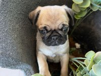 Pug Mops Yavru