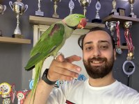 EVCİL KONUŞAN HALKALI ALEXANDER İSKENDER PAPAĞANI