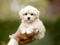 EV ORTAMINDAN MALTİPOO KÖPEKLERİMİZ İZMİR