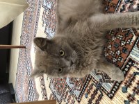 British longhair kedimiz