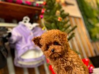 TÜY DÖKMEYEN SAĞLIK IRK KALİTE GARANTİLİ POODLE YAVRULARIMIZ