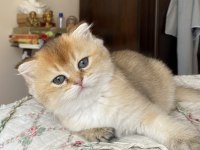 Full şecereli golden ny12 scottish fold oğlumuz