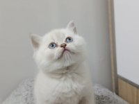 Point british shorthair kız kardeşler