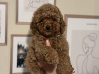 IRK VE SAĞLIK GARANTİLİ ORJİNAL TOY POODLE