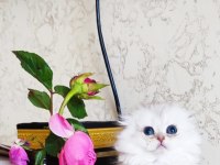 Scottish Fold Prenses