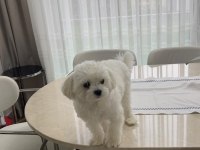 8 aylık erkek maltese kore