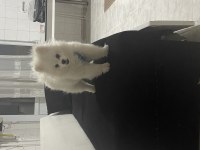5 aylık pomeranian aşısı yapıldı kimliği var çiği takıldı