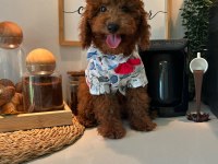 Toy Poodle Aşılı 4 Aylık