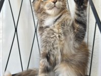 BLACK TORTİE GÜZELİ ISABELLA MAİNE COON