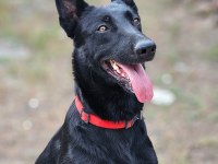 Simsiyah Belçika Malinoisler