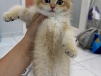 GOLDEN BRİTİSH BEBEĞİM YENİ YUVASINI ARIYOR