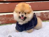 A kalite pomeranian boo yavrularımız (boş geçmeyin)