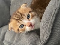 2 Aylık Bebiş Scottish Fold