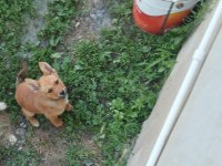 Akita inu yavrularımız için ulaşınız