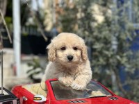 MİNİ F1 MALTİPOO YAVRULARIMIZ