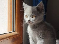 UYGUN ERKEK ORJİNAL YAVRU KEDİMİZ