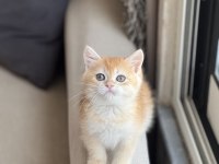 Güzellik Abidesi Golden British Shorthair Yavru