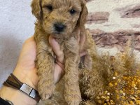 Toy poodle yavrularımız