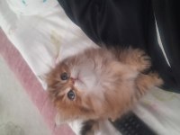 Sahibinden british longhair kedisi