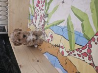 40 günlük dişi maltipoo