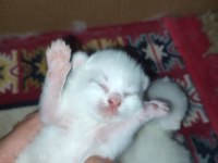 Farklı Cins Kediler Vardır