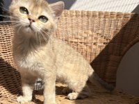 Dişi golden 3 aylık kedimiz