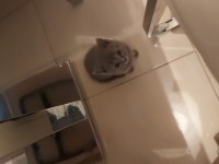 British shorthair sahiplendirme