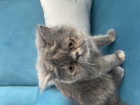 Exotic Shorthair Ücretsiz Sahiplendirilecektir