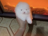 Mikro Kar Beyaz Pomeranian Boo Dişi Prenses