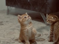 2 aylık scottish fold bebeklerimiz
