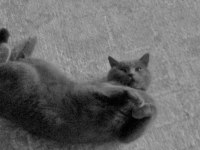 1. Kalite british shorthair