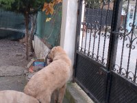 Erkek kangal yavrusu