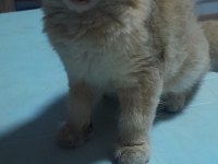 Prenses british shorthair kızım