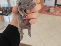 DÜNYALAR GÜZELİ KALİTELİ FRENCH BULLDOG YAVRULARIMIZ