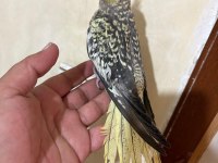 TAM 59 GÜNLÜK OYUN HAMURU SULTAN BEBEK