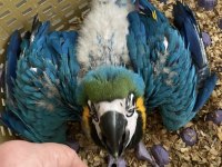 BLUE GOLD MACAW BEBEK ÇİPLİ