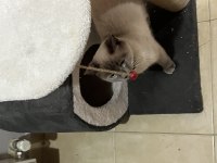 British shorthair kedimize acil yuva aranıyor