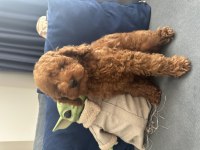 KÜÇÜK BOY KAHVERENGİ TOY POODLE EVDE BÜYÜDÜ