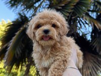 KORE MALTİPOO YAVRUMUZ YENİ YUVASINA HAZIR