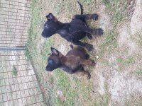 Siyah malinois