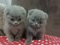 Minnoş orjinal kediler maraş merkez teslime hazır