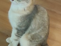Safkan British Shorthair