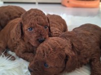 Toy poodle yavrularımız yeni yuvasını arıyor