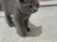 İki aylık Yavru kedi british shorthair