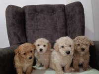 Maltipoo köpekleri